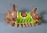 Saddleback Caterpillar
